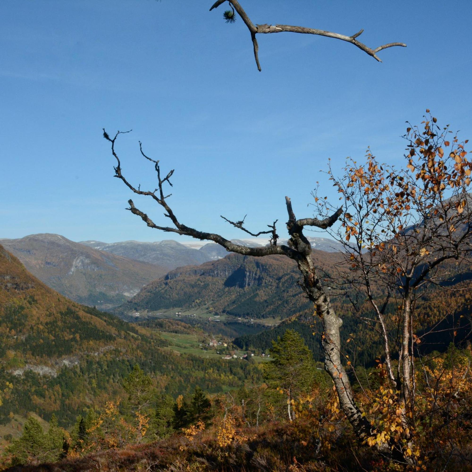 Tuftegarden Viksdalen Exterior foto